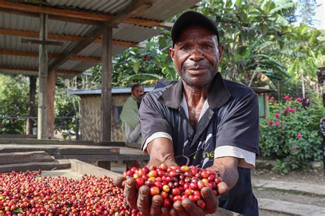 papua new guinea coffee production